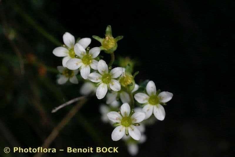 Verschlungene Steinbrech 2