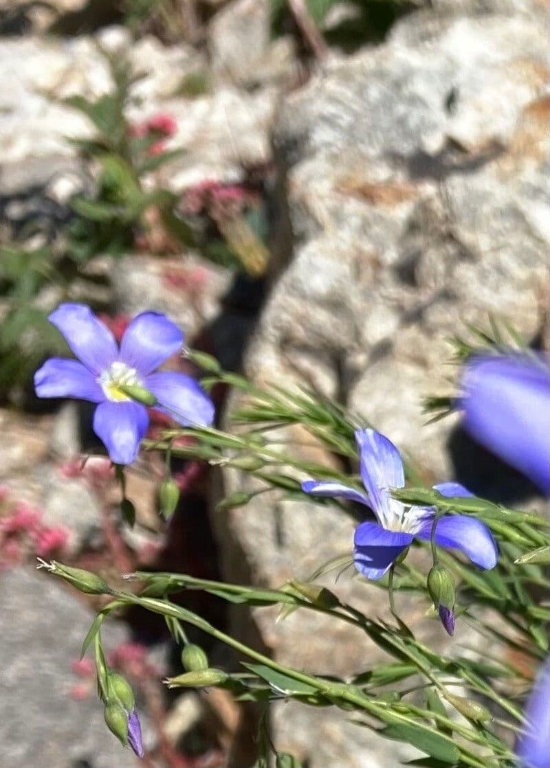 Linum leonii 8