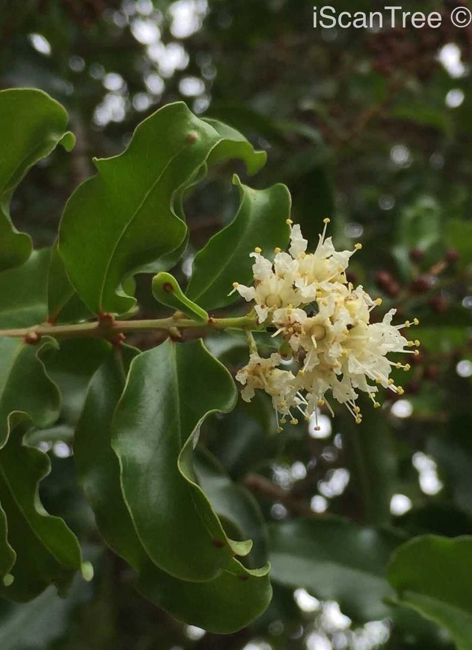 Galpinia 7