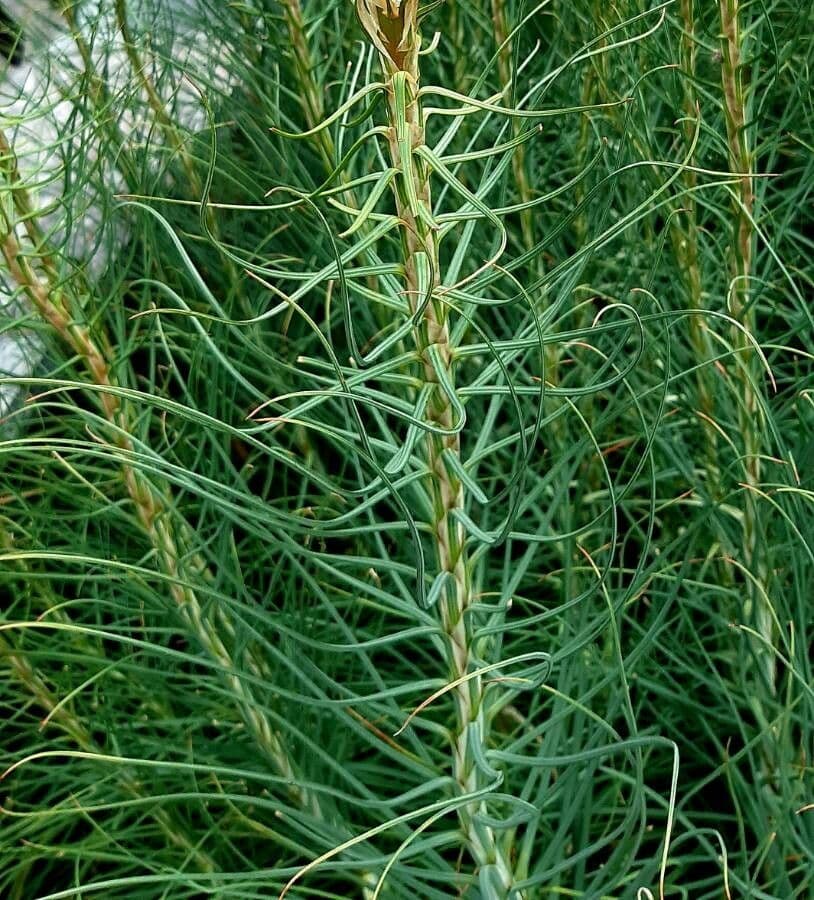 Königsspeer 18