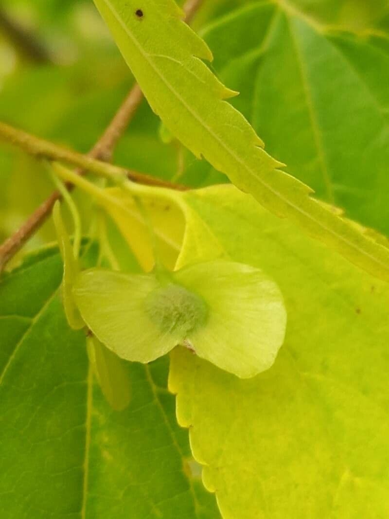 Pteroceltis 4