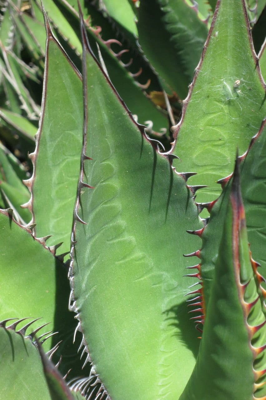 Agave di Shaw 14
