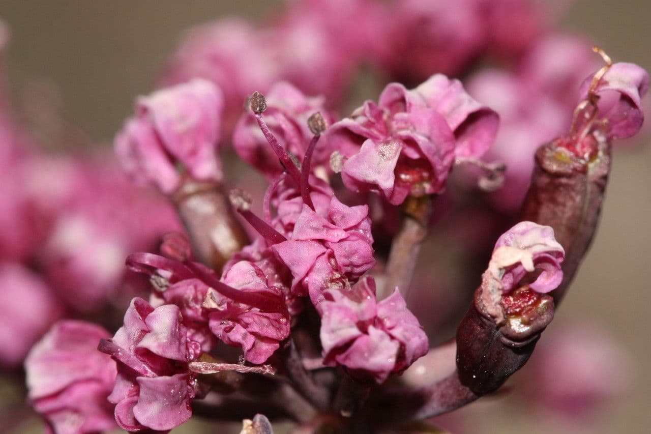 Lomatium