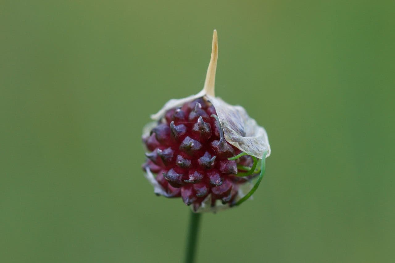 Aglio delle vigne 7