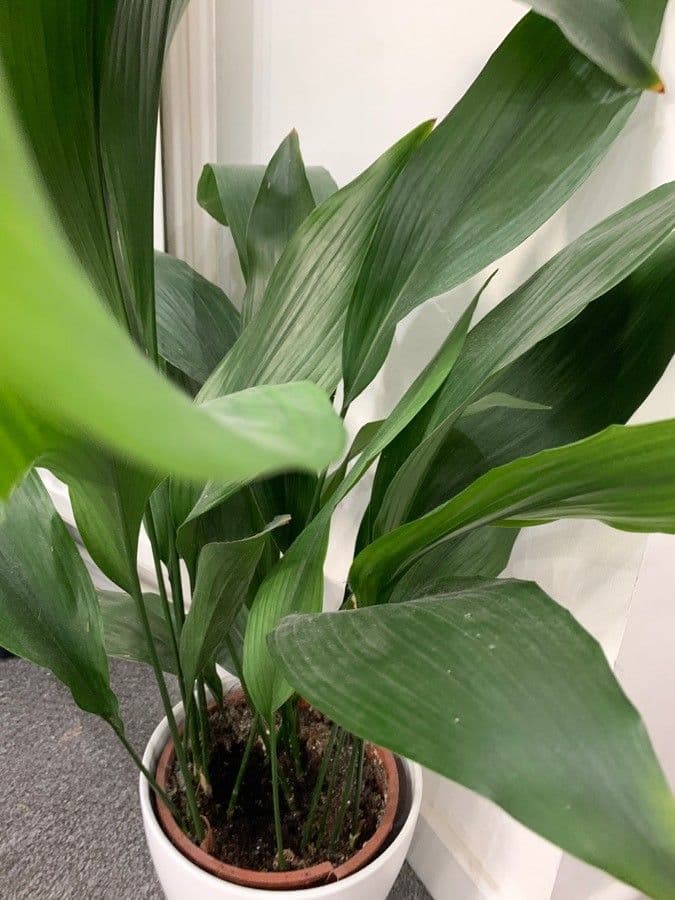 Schusterpalme 15