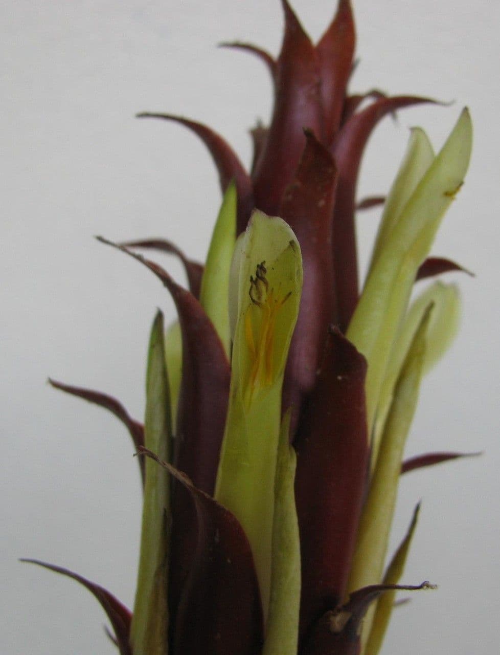 Überlappende Pitcairnia 4