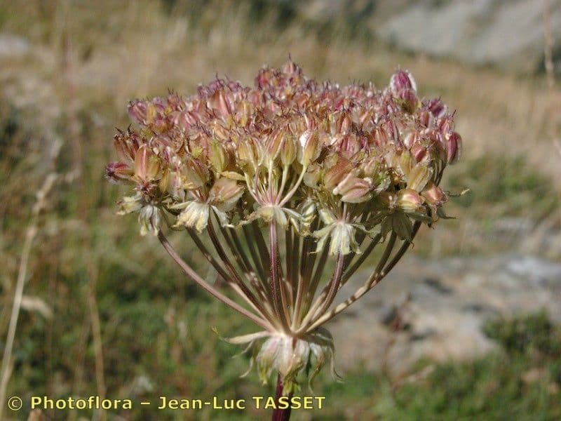 Laserpitium 26