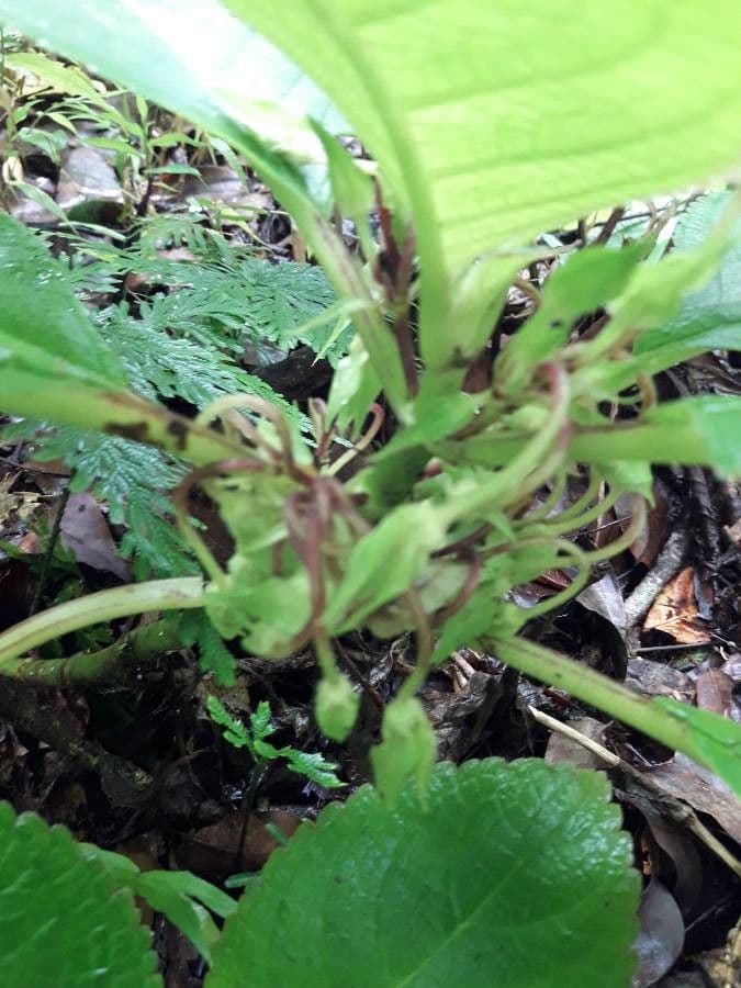 Chrysothemis melittifolia 4