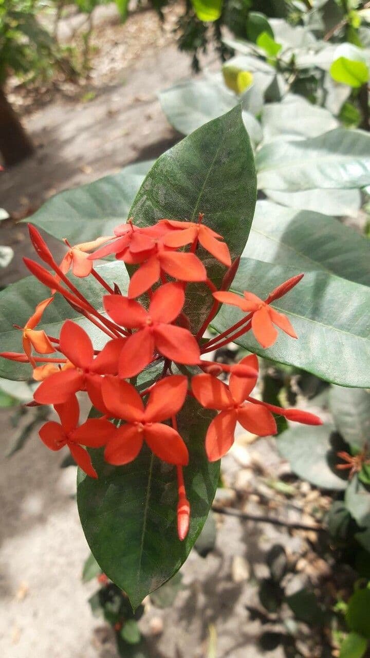 Ixora 6