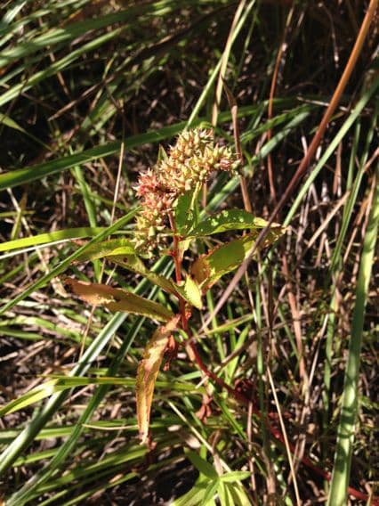 Penthorum sedoides 3