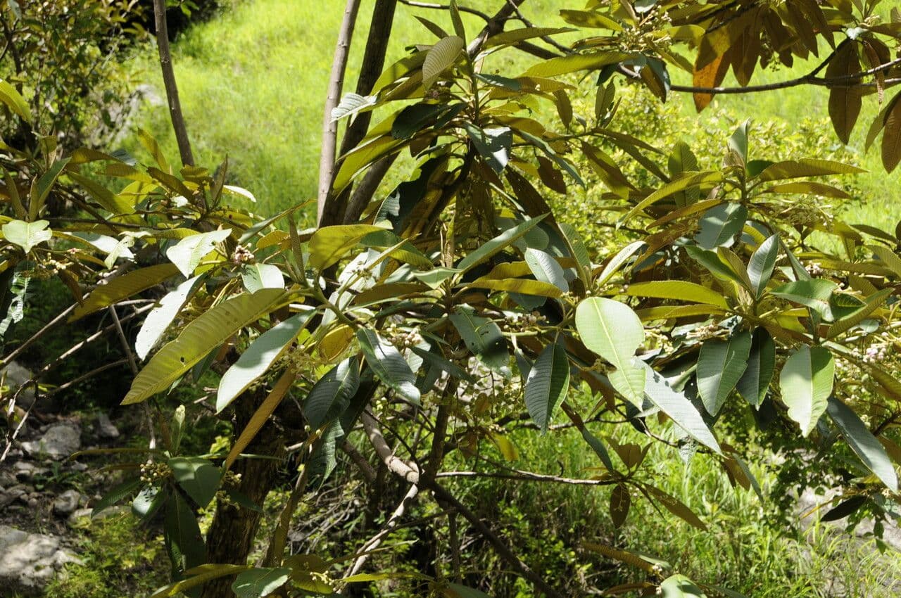 Saurauia 7
