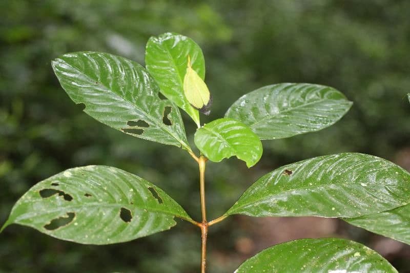 Palicourea 7