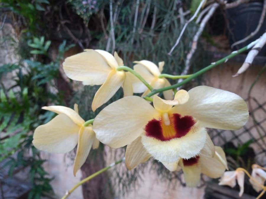 Moschus-Dendrobium 4