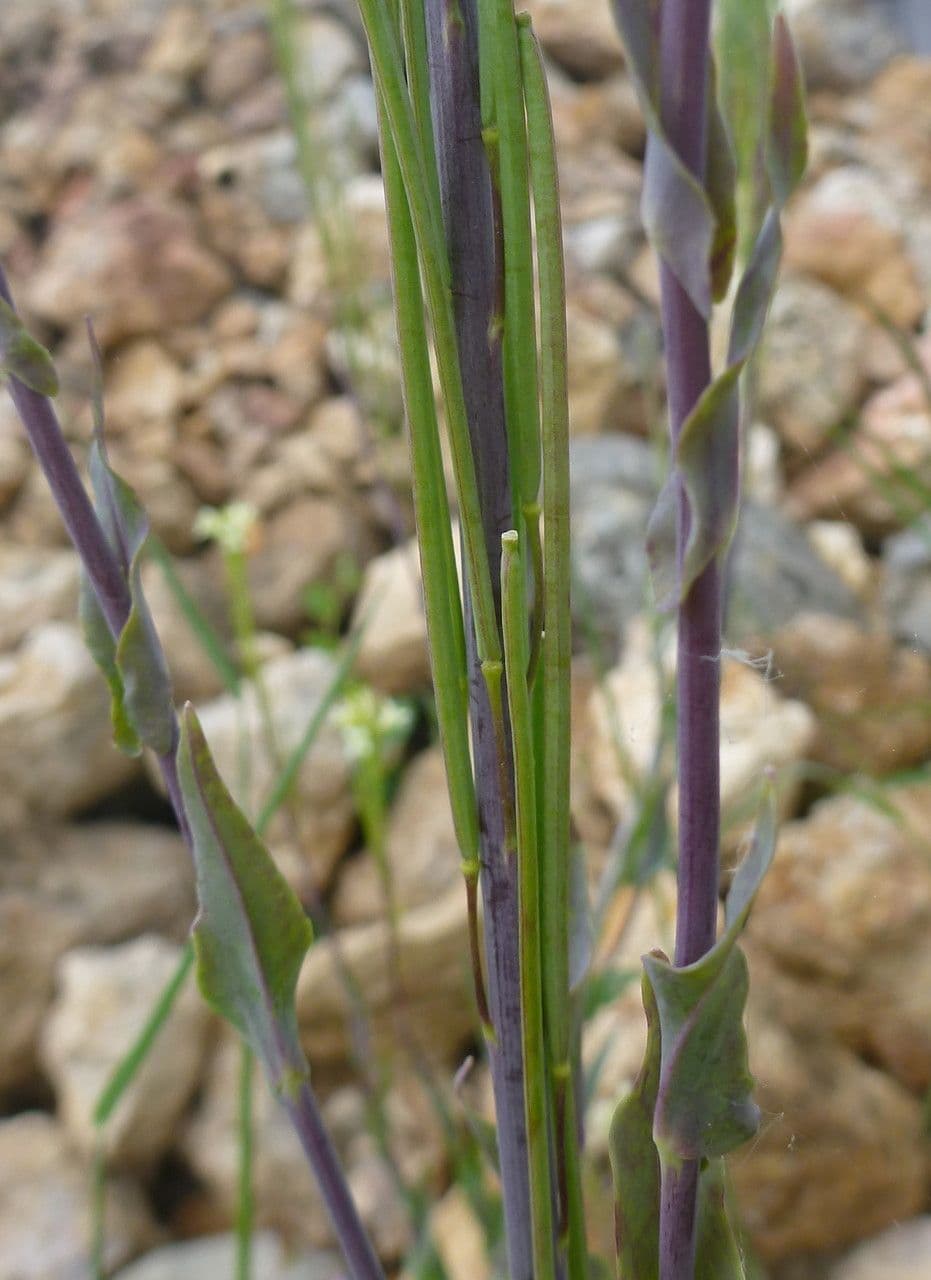 Arabetta liscia 24