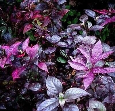 Alternanthera Brasiliana 18