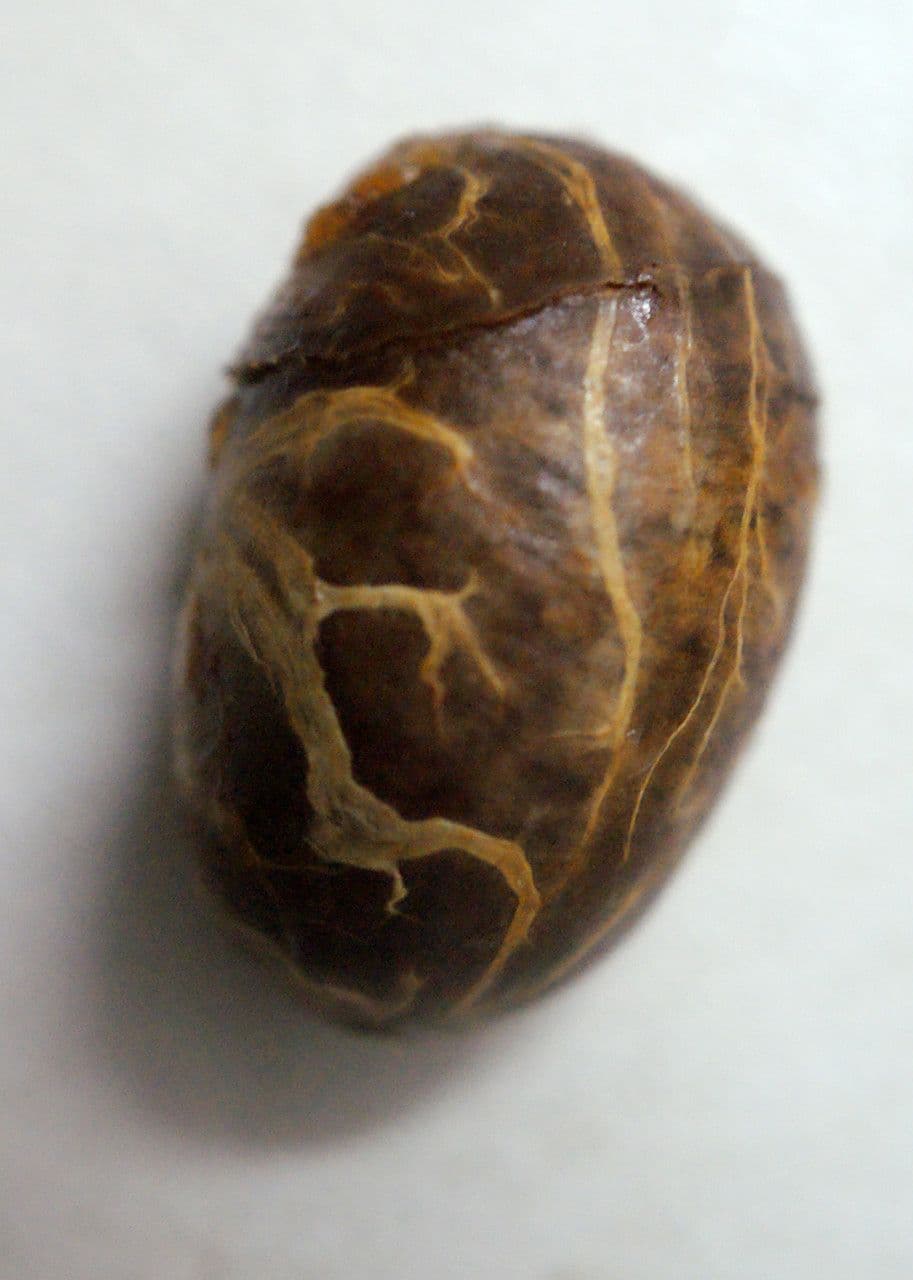 Canistel