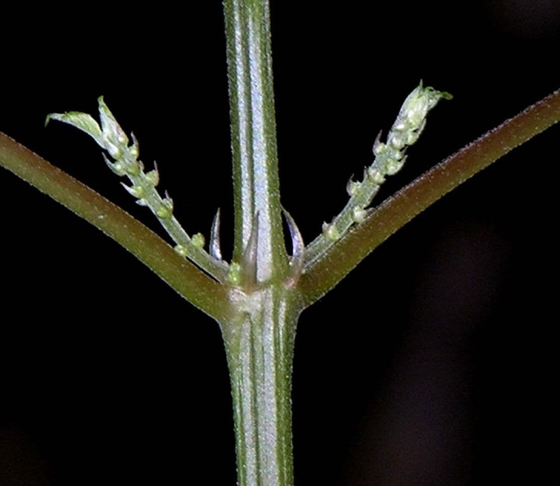Boechmeria 21