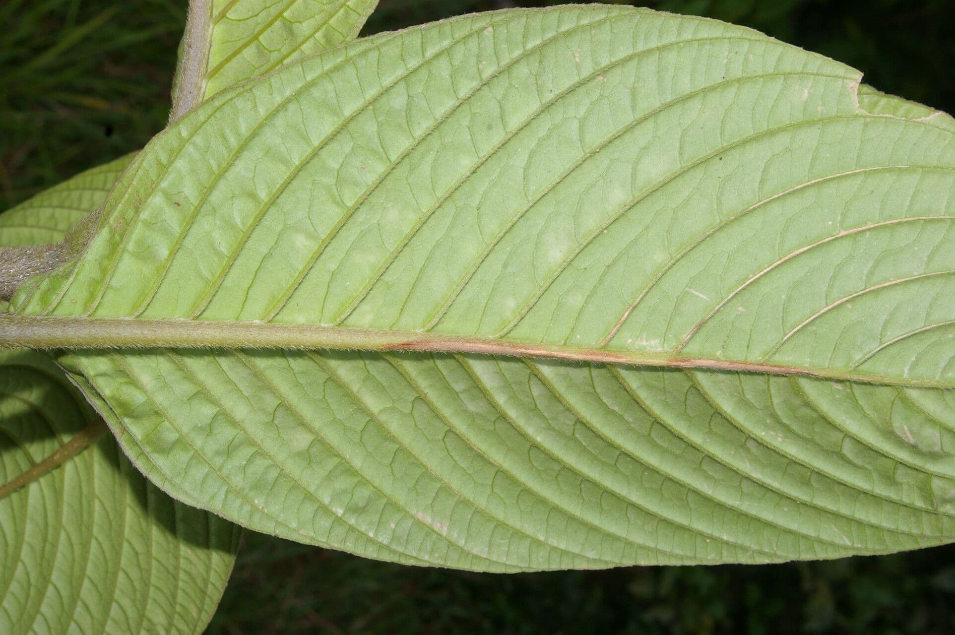 Besleria 11