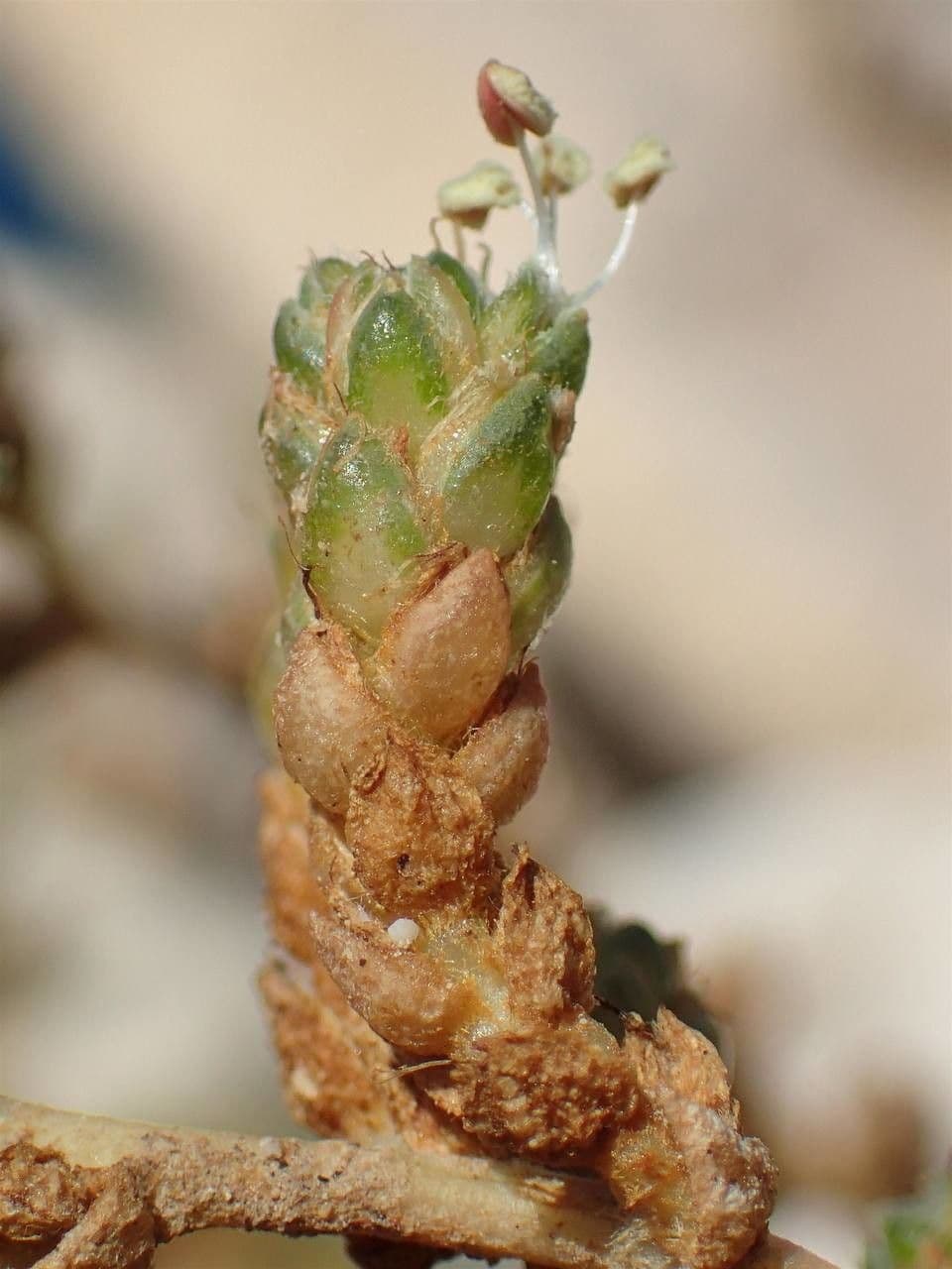 Camphorosma 24