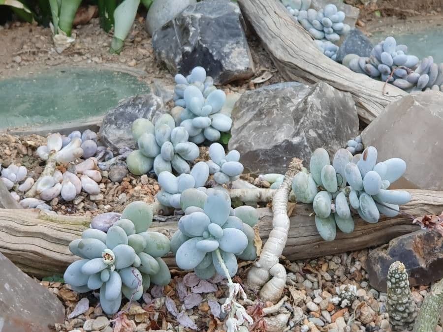 Pachyphytum 19