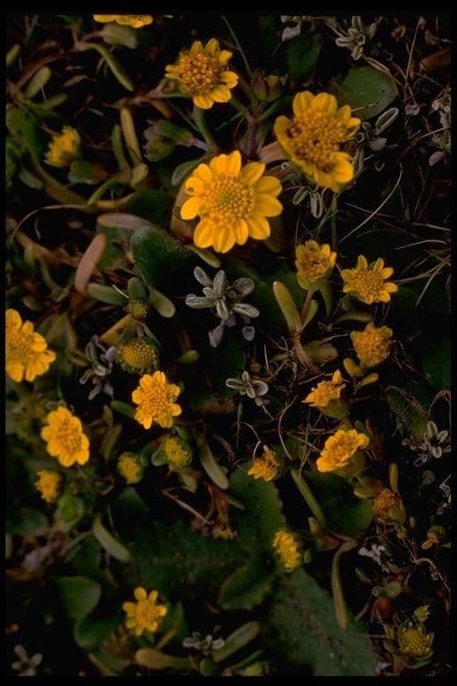 Lasthenia californica 13
