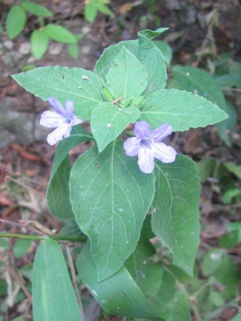 Ruellia 5