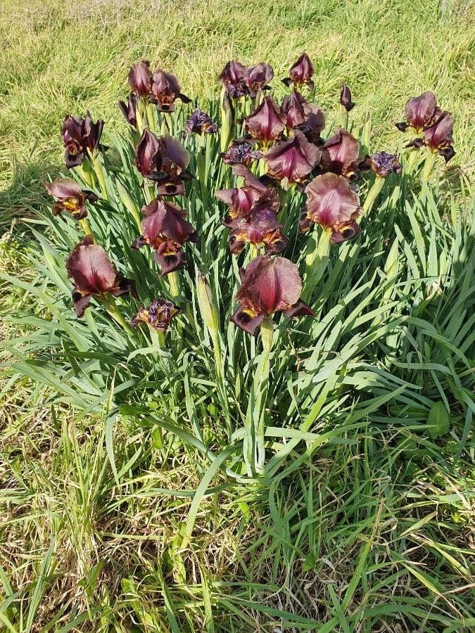 Iris 5