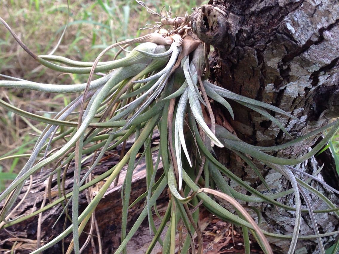 Tillandsia