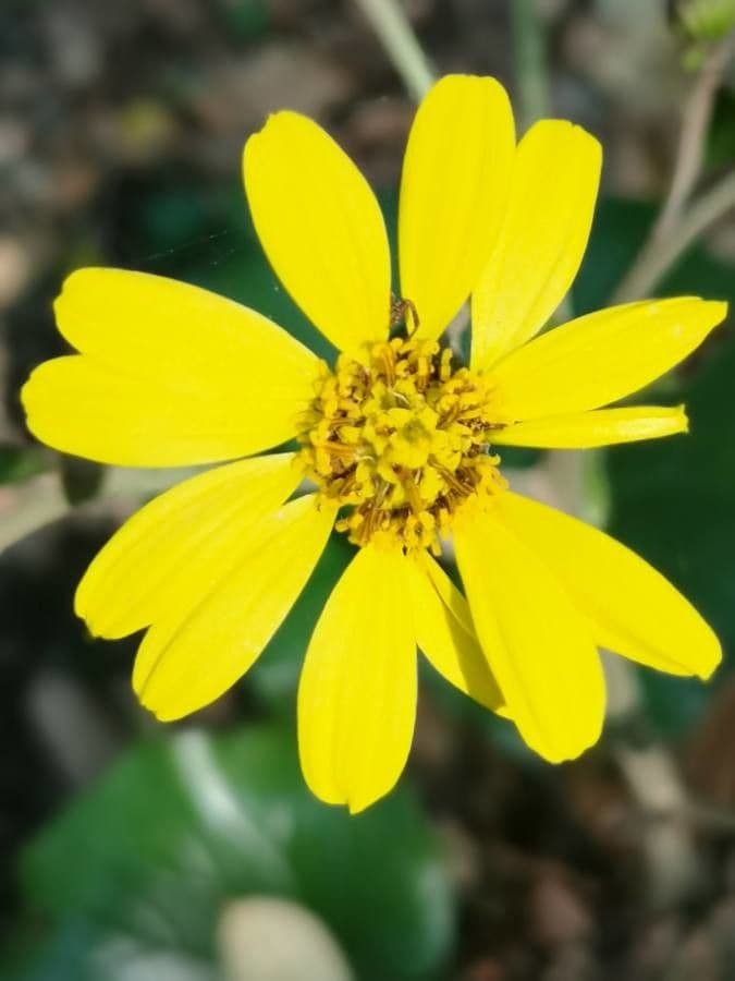 Coreopsis palmata 3