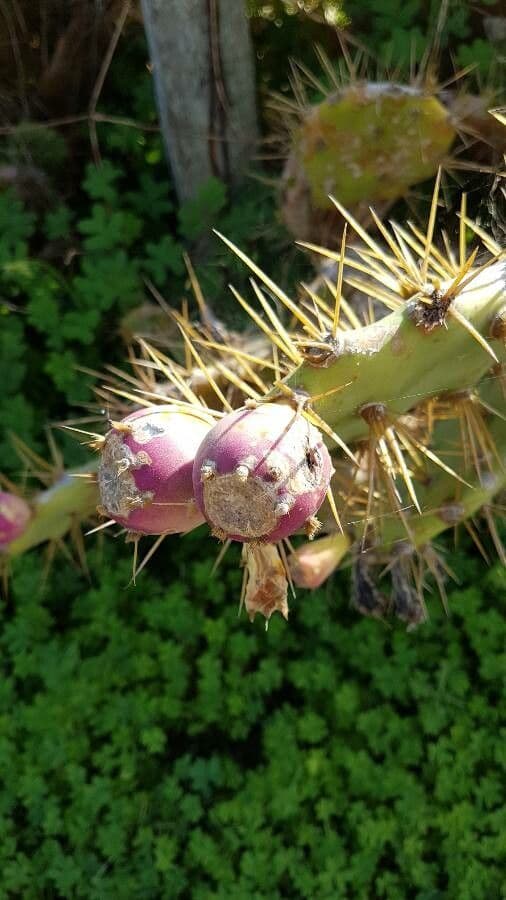 Erect prickly-pear 4