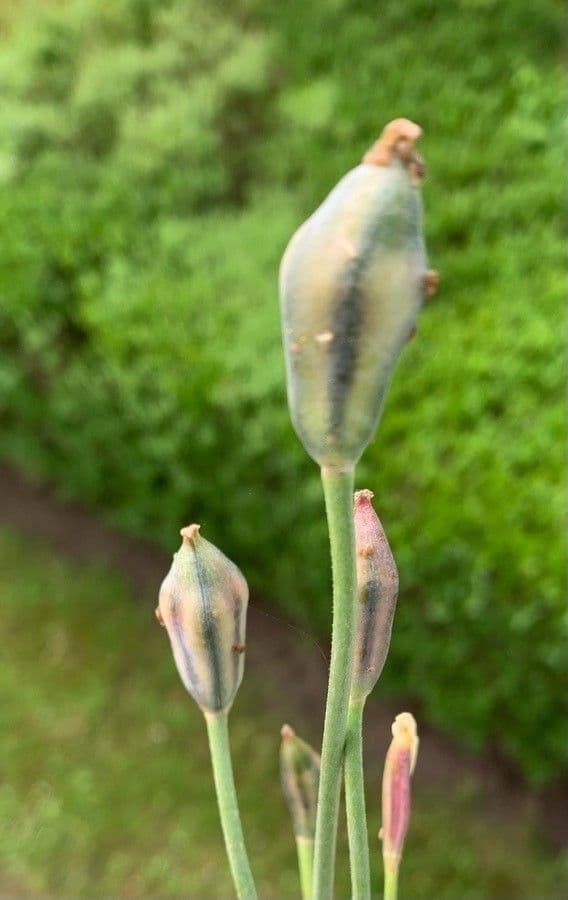 Clusius-Tulpe