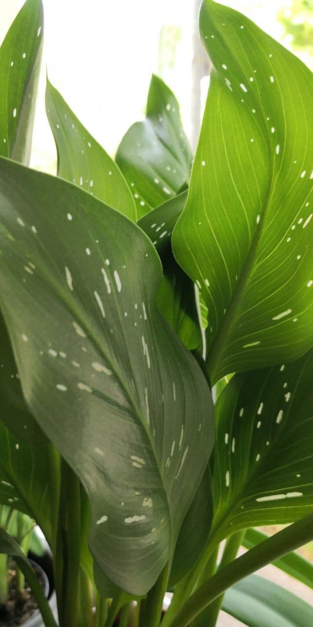 Calla di Elliott 11