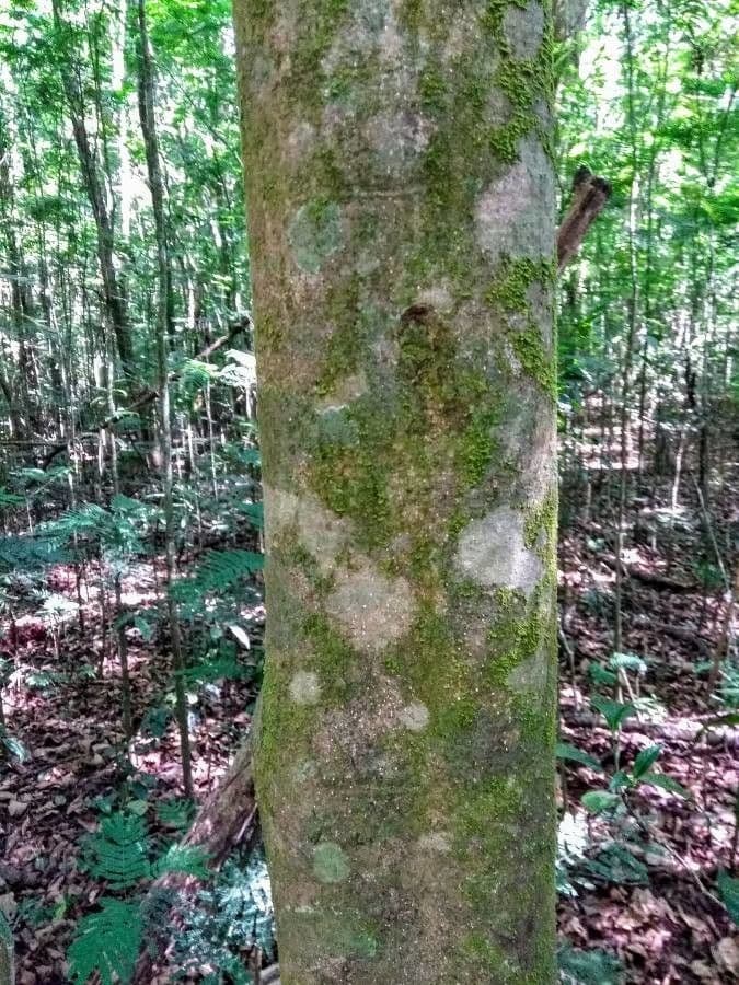 Balfourodendron 10