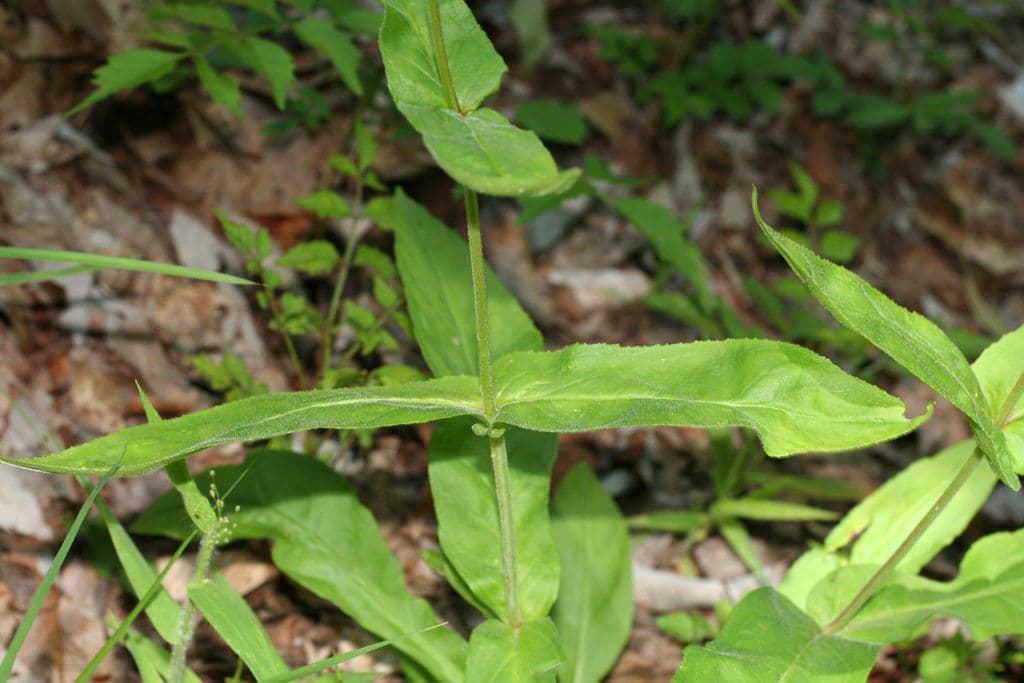 Penstemon 13