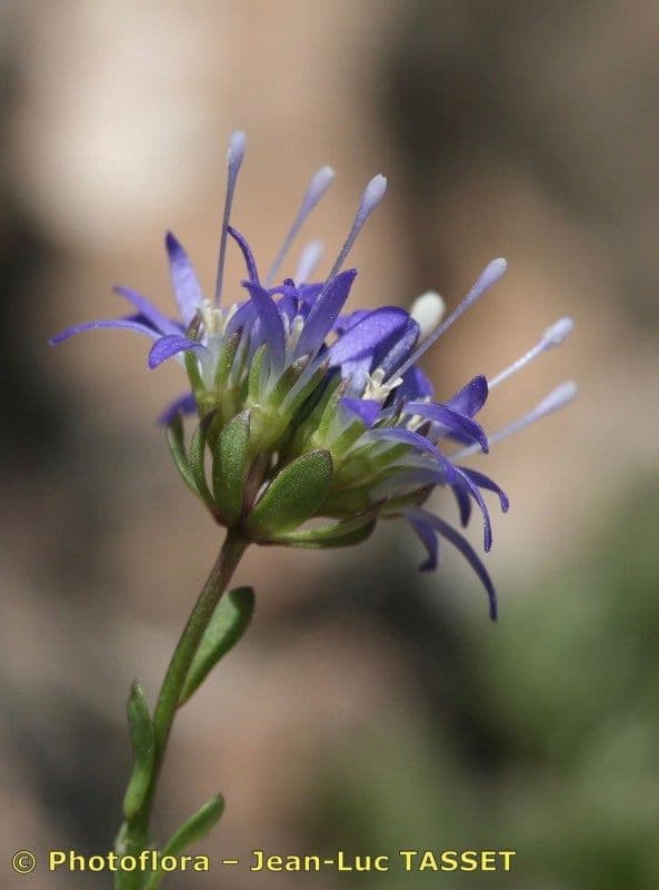 Jasione 2
