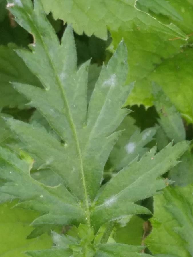 Großblättrige Schafgarbe 14