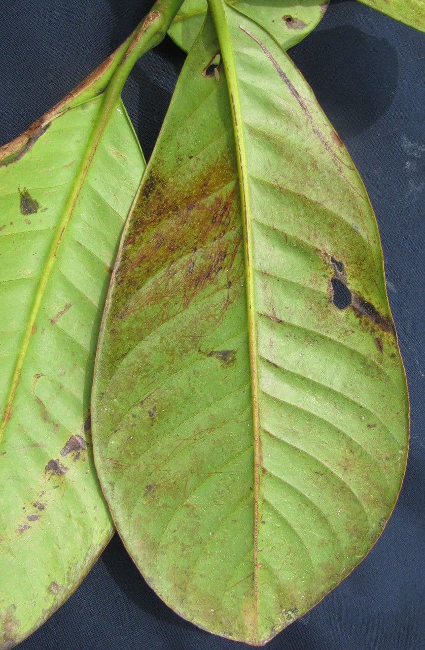 Chrysochlamys 12
