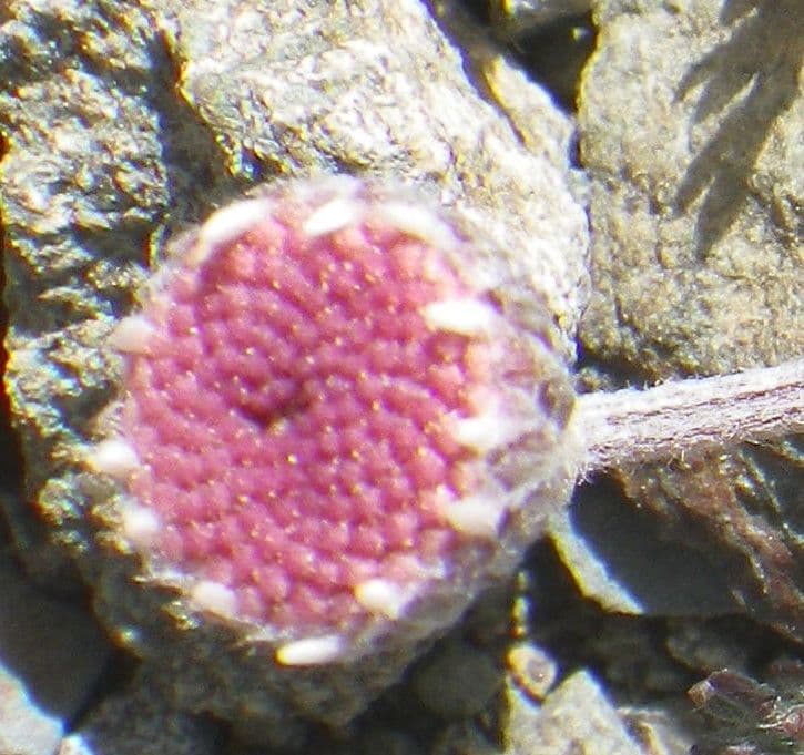 Camomilla
