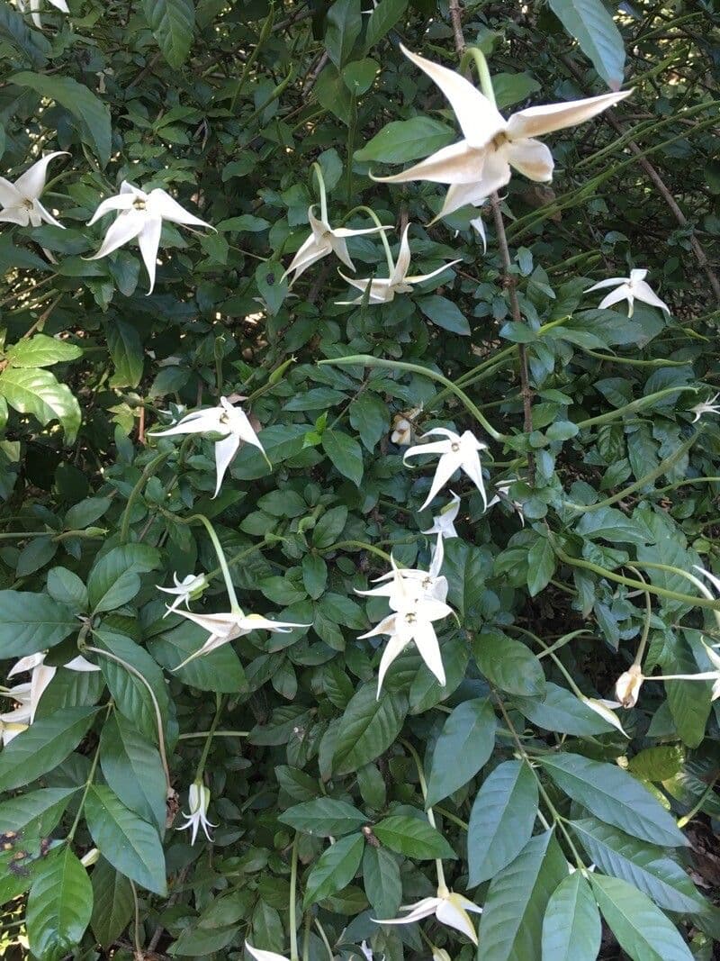 Rosenbergiodendron 2