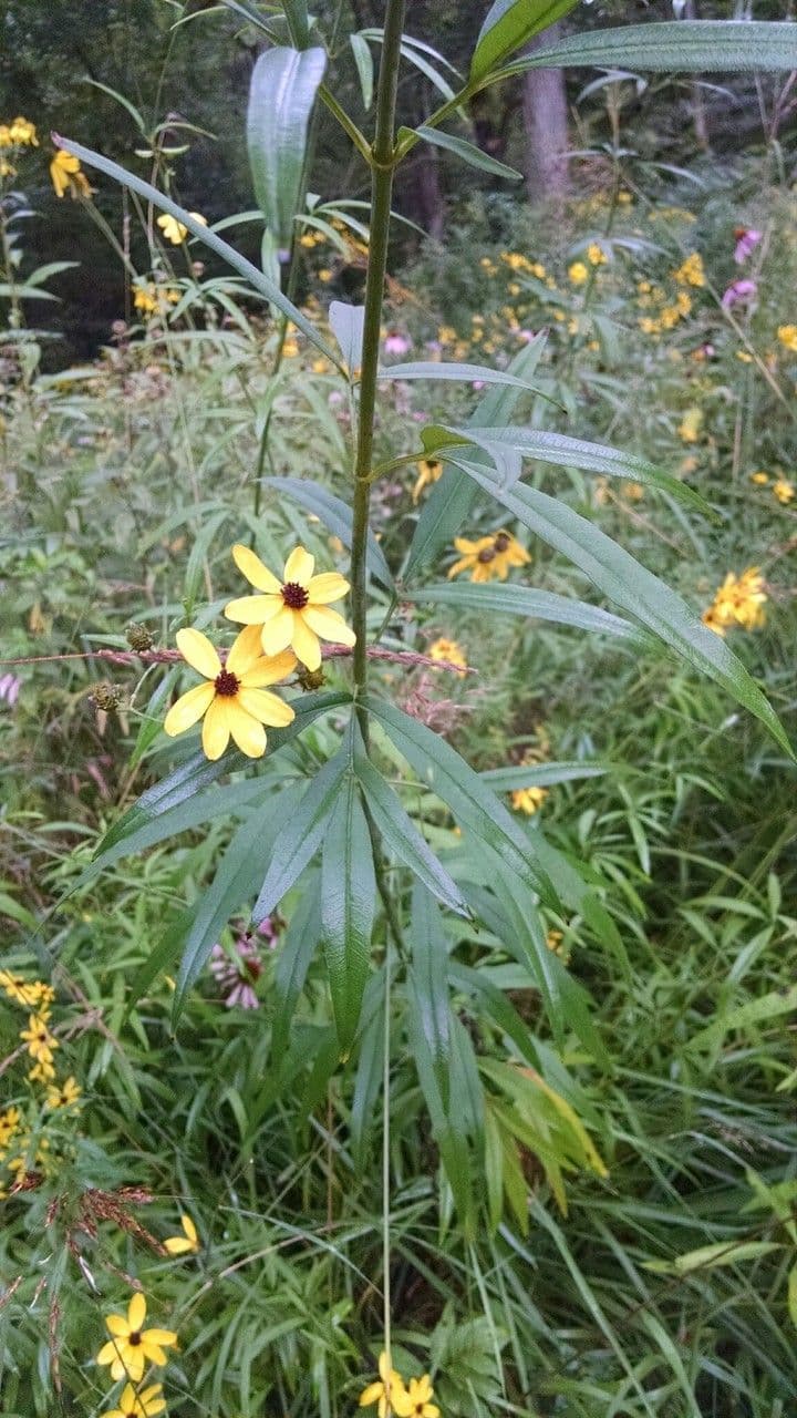 Coreopsis 9