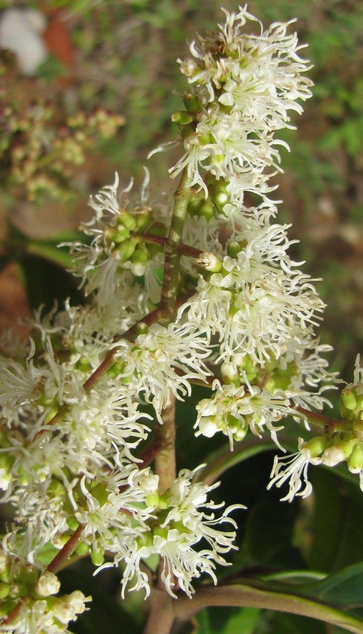 Miconia lonchophylla 4