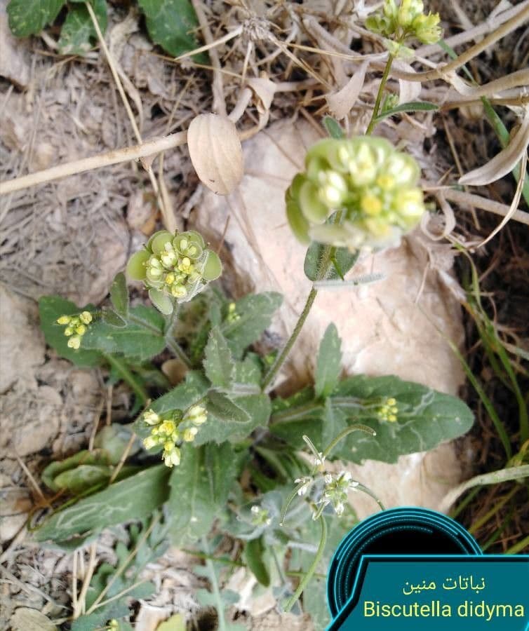 Biscutella 4
