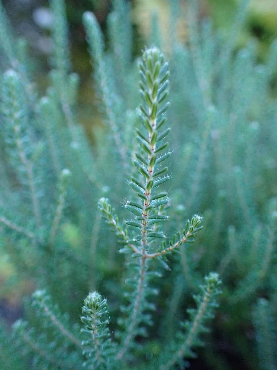 Phyllodoce rosata 15