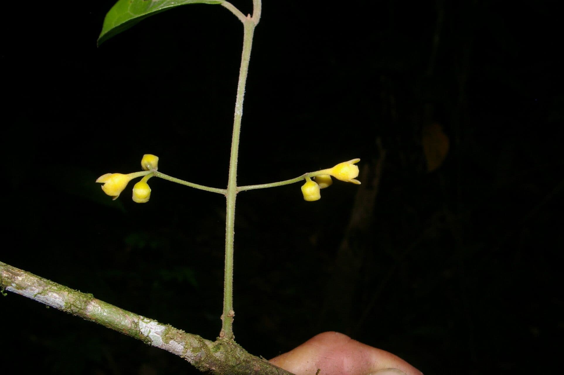 Mollinedia 10