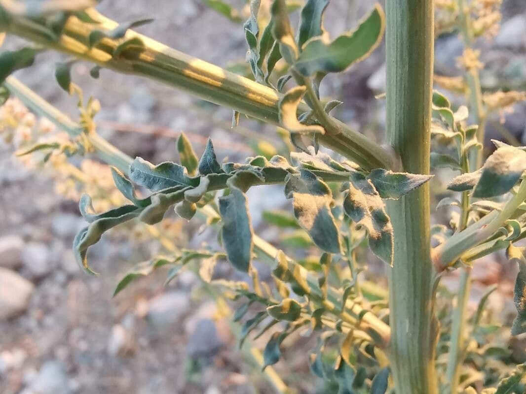 Reseda bianca 20