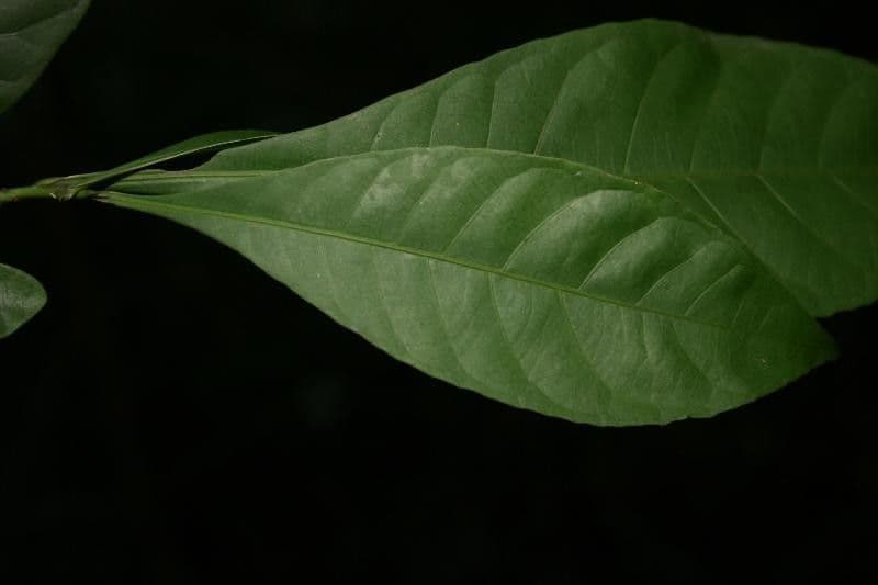 Gustavia hexapetala 2