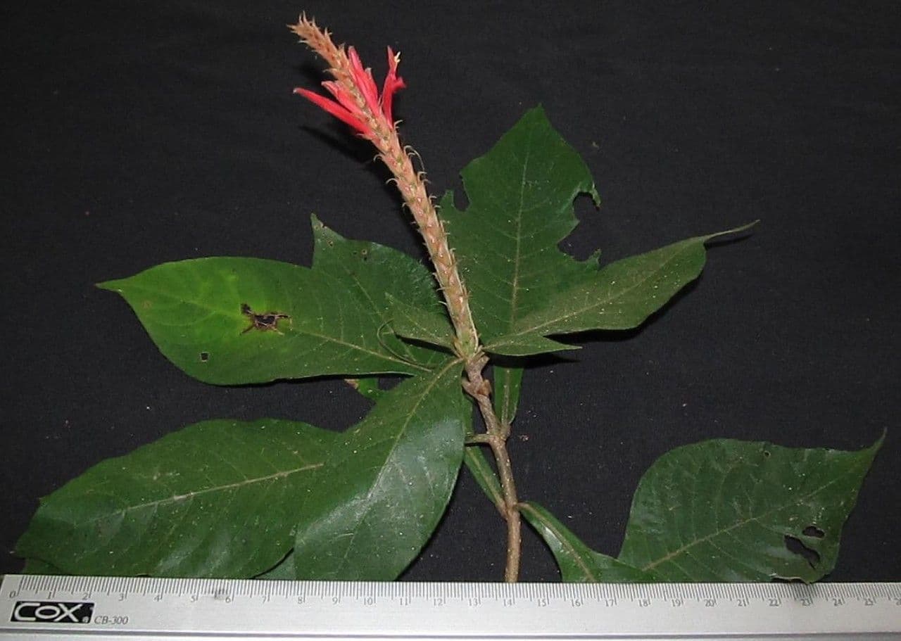 Aphelandra scabra 27