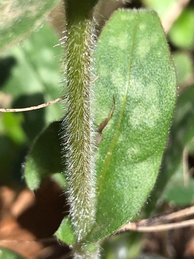 Polmonaria affine 17