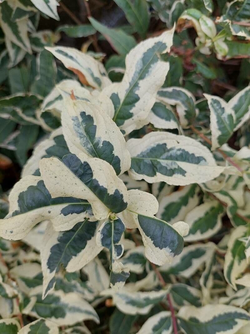 Busch-Honeysuckle 13