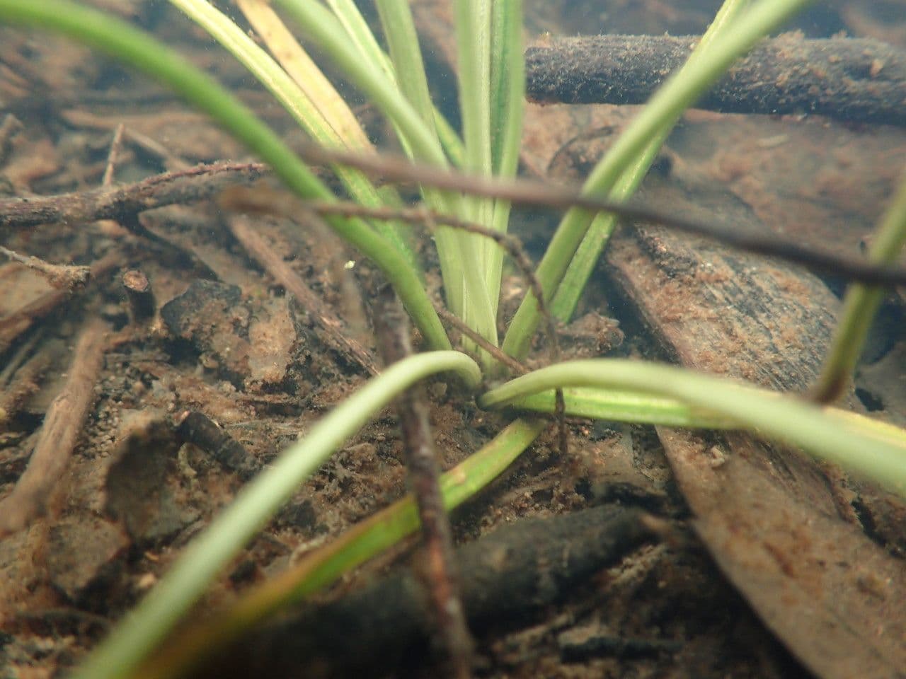 Isoetes setacea 11